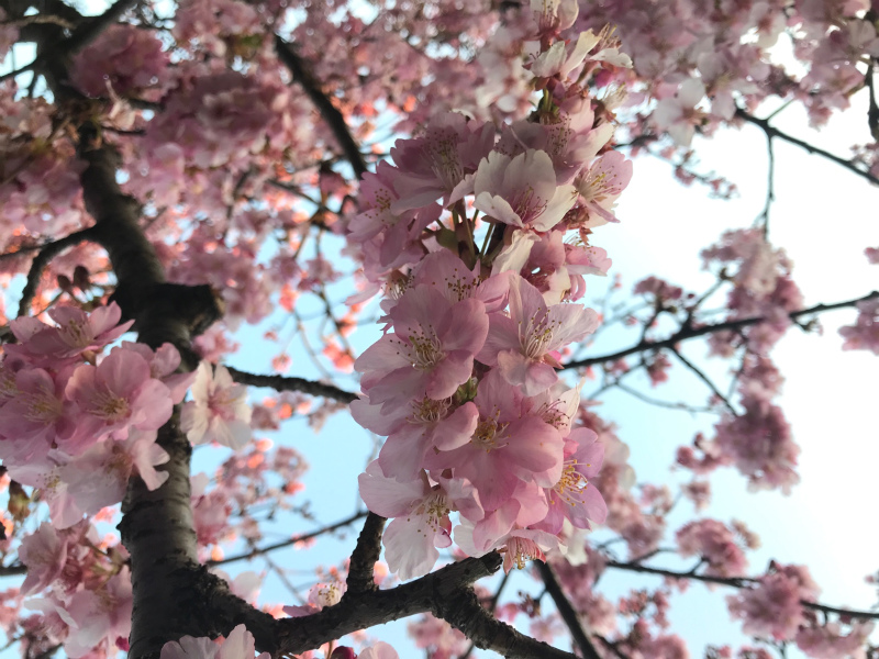 【花粉症つらい季節になりましたね・・・】