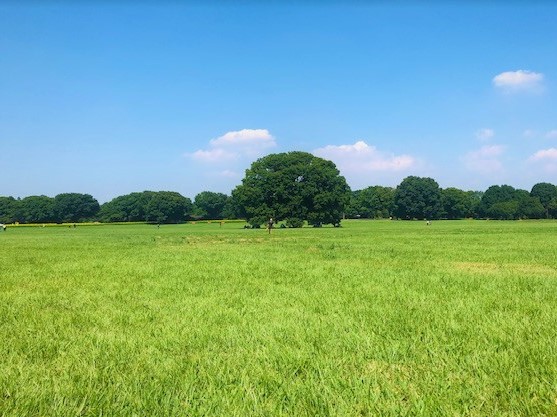 緑の草原に青い空の夏の風景